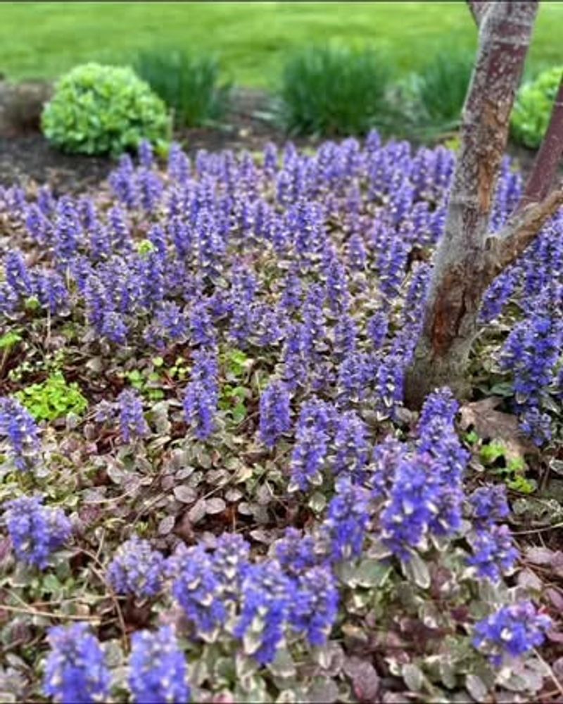 Ajuga Fills Bare Spots Fast Ajuga Fills Bare Spots Fast