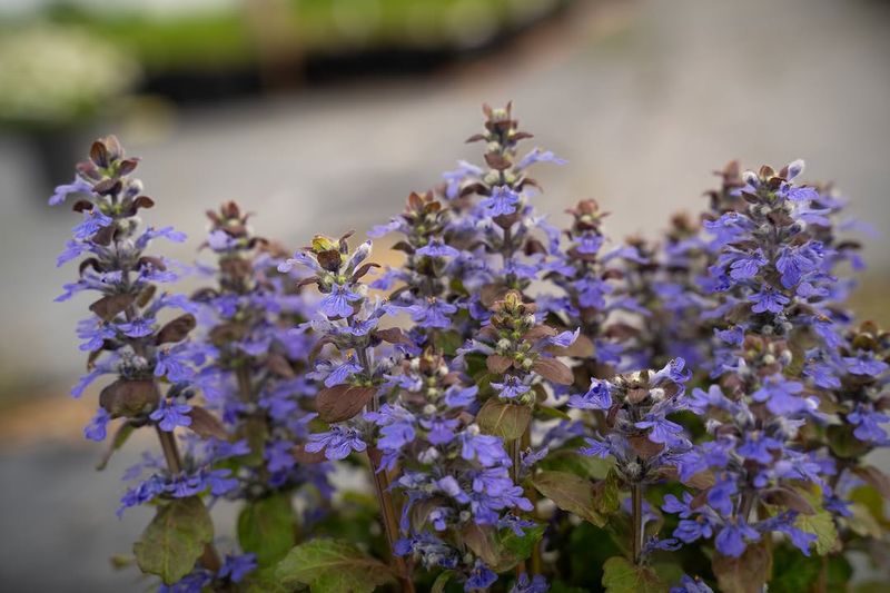 Ajuga Forms A Dense Carpet Beneath Trees