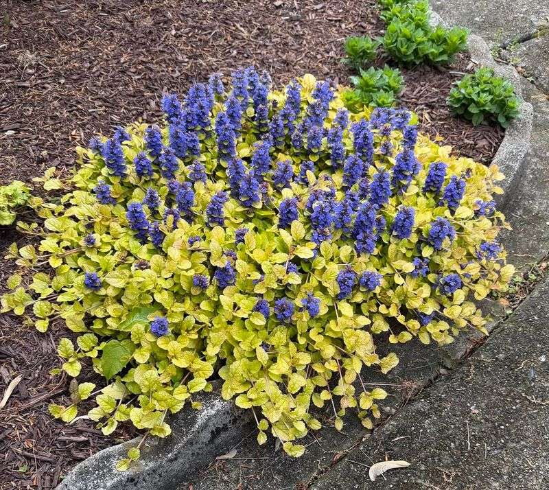 Ajuga Spreads Faster In Moist Well-Drained Soil