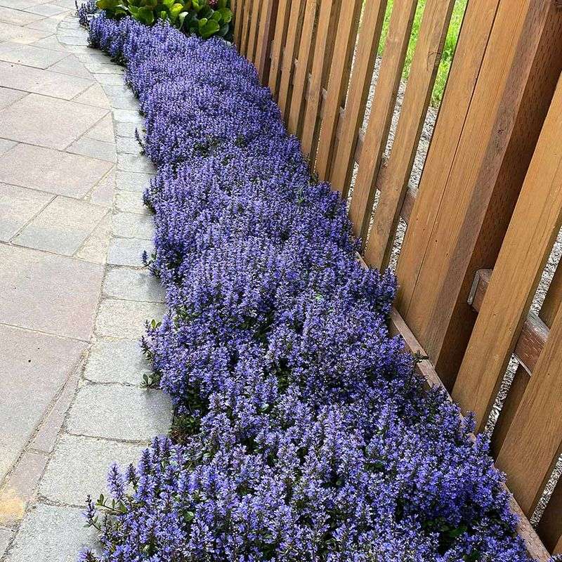 Ajuga