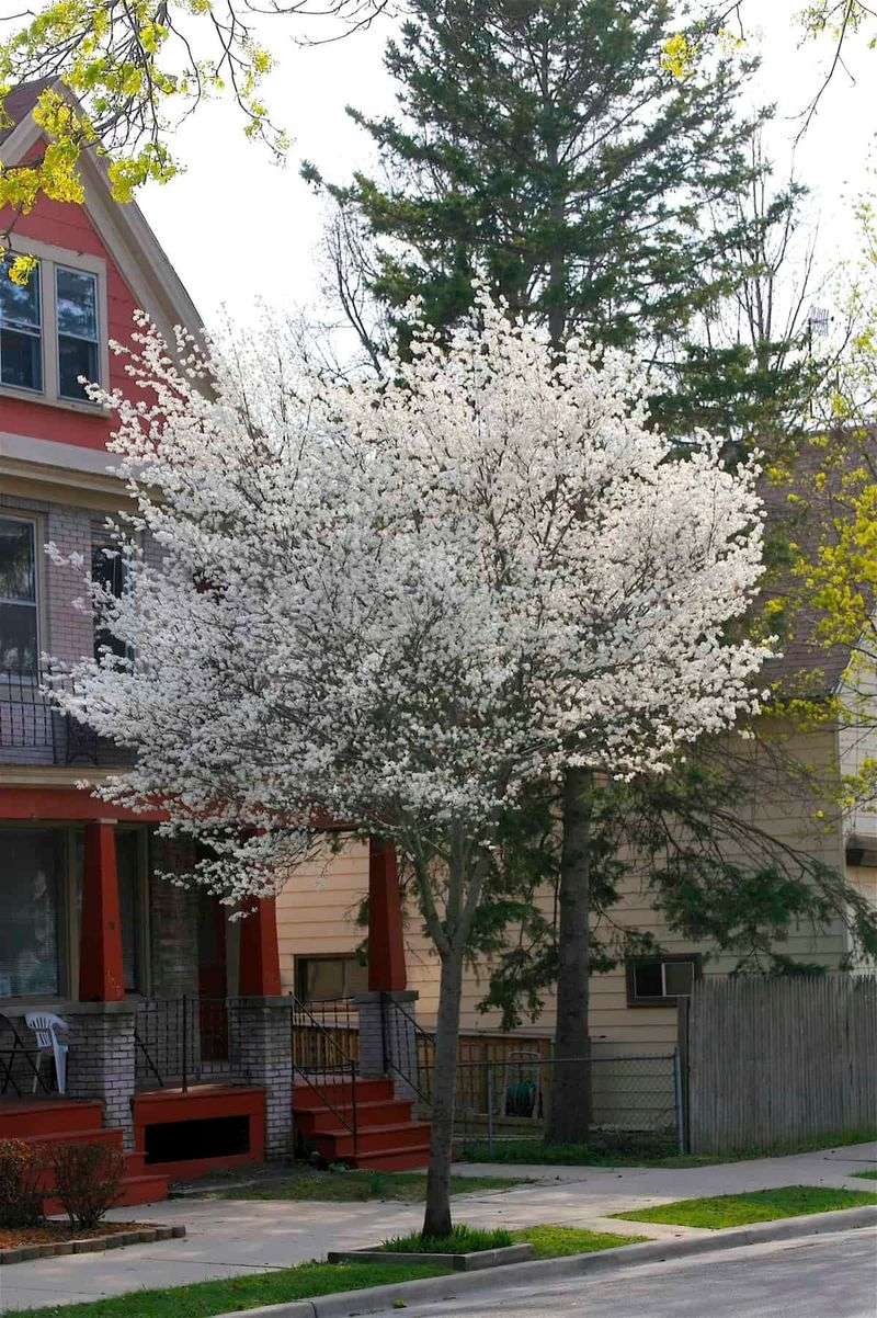 Allegheny Serviceberry Brings Early Beauty Allegheny Serviceberry Brings Early Beauty