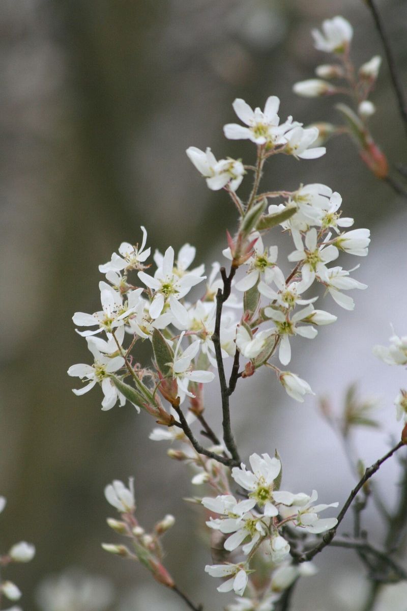 Allegheny Serviceberry Brings Early Native Beauty