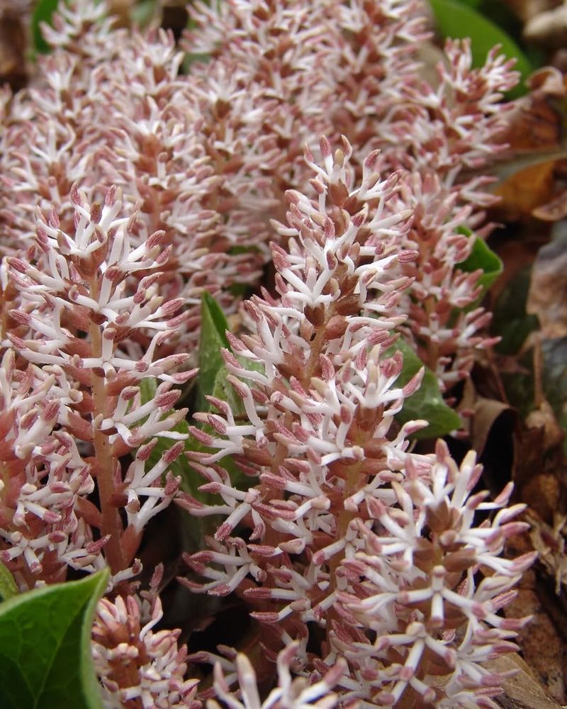 Allegheny Spurge 