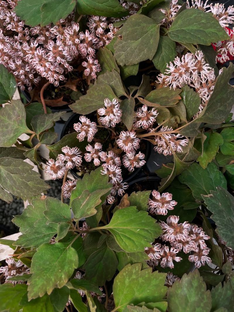 Allegheny Spurge Creates A Full Woodland Look