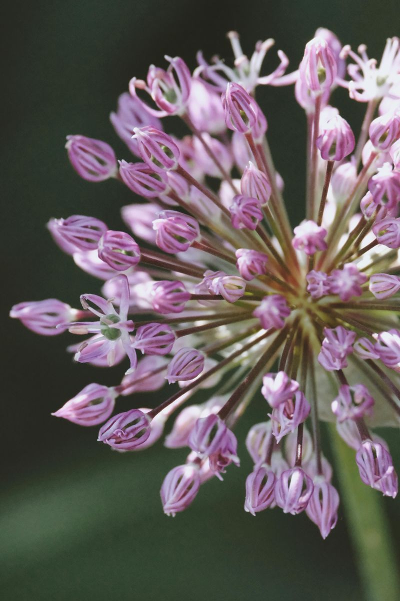Allium