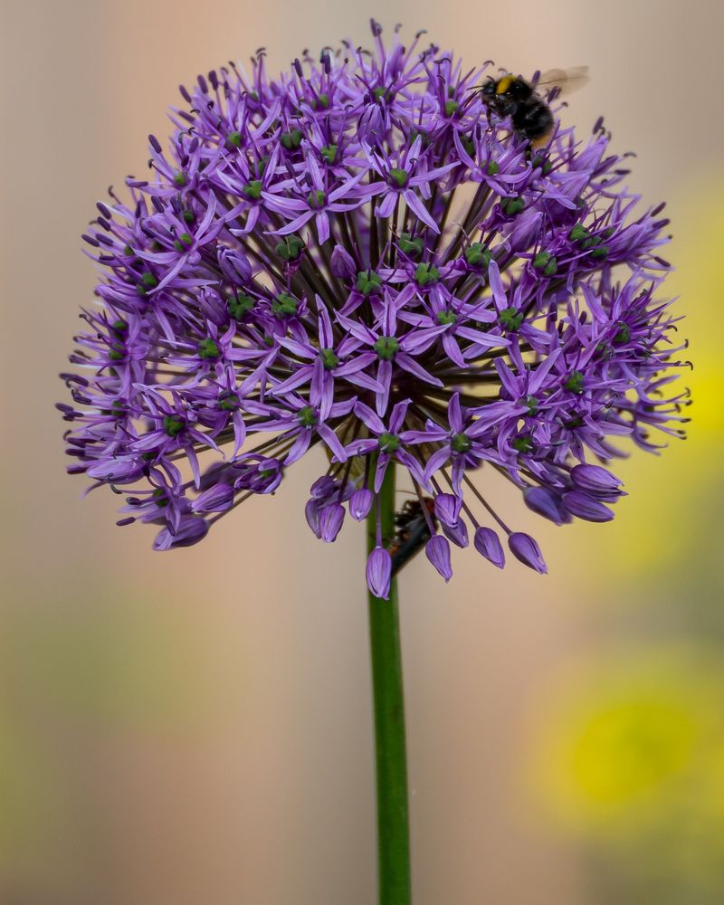 Allium