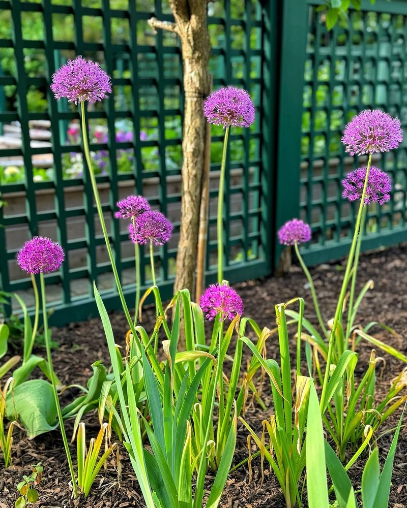 Allium Allium