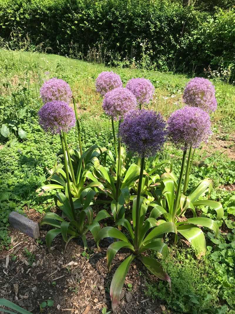 Alliums Add Drama With A Scent Deer Dislike