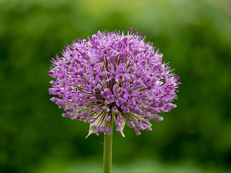Alliums Bring Oniony Scent Rats Tend To Avoid Alliums Bring Oniony Scent Rats Tend To Avoid
