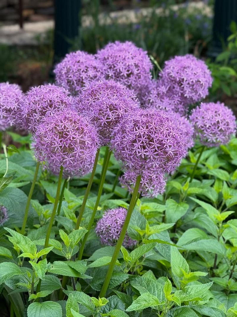 Alliums Bring Purple Fireworks To Late Spring Beds