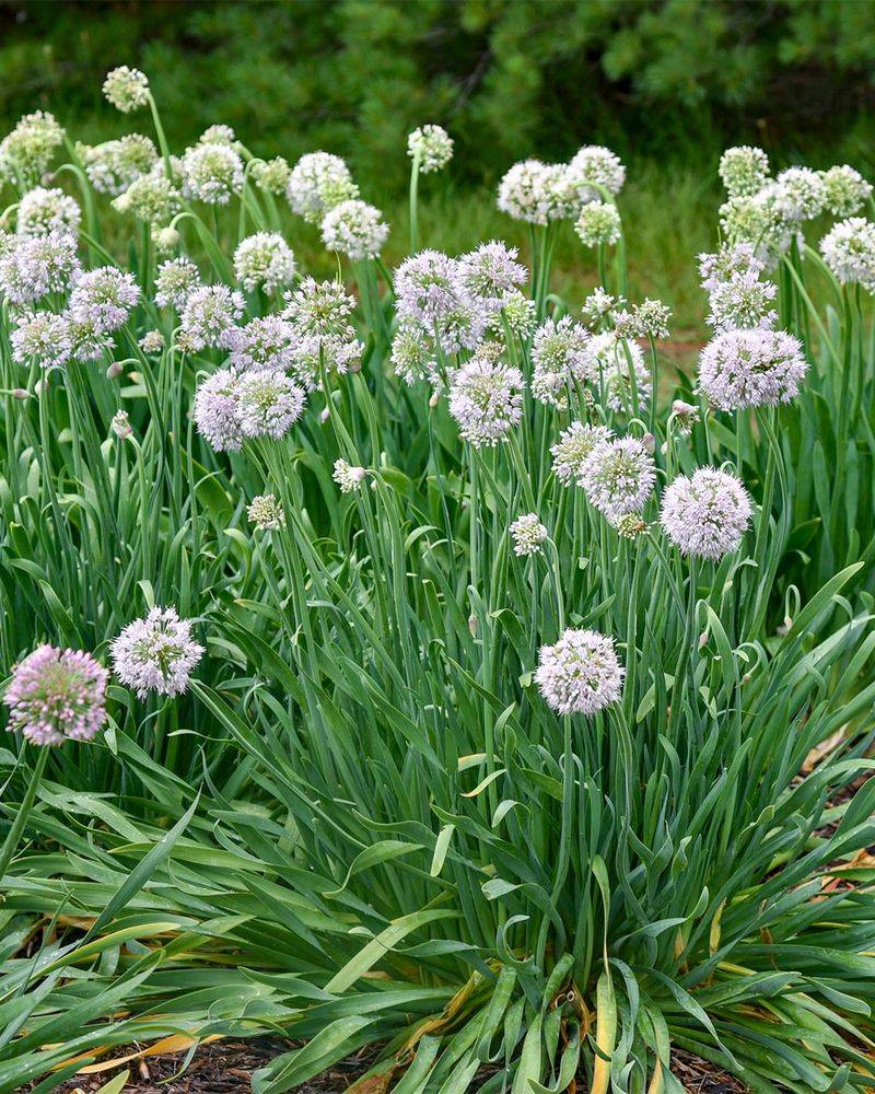 Alliums Stand Out With Their Sharp Garden Scent