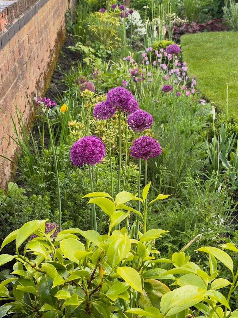 Alliums