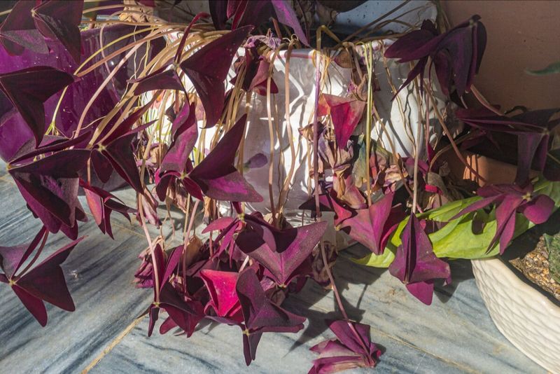 Allow A Natural Dormancy Period