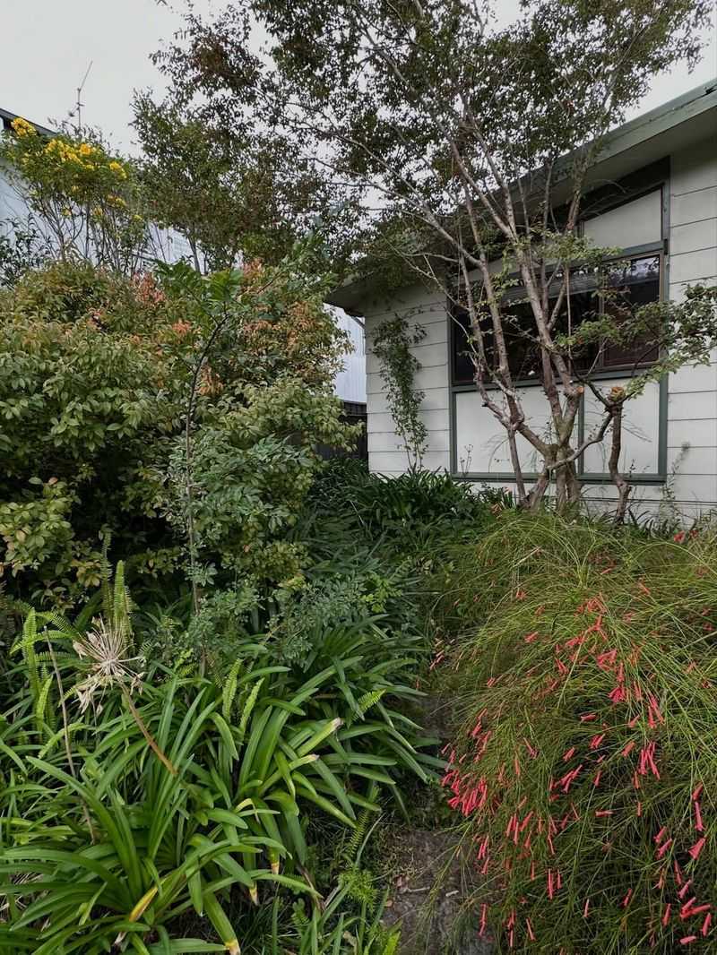 Allowing Dense Overgrown Vegetation Near Patios