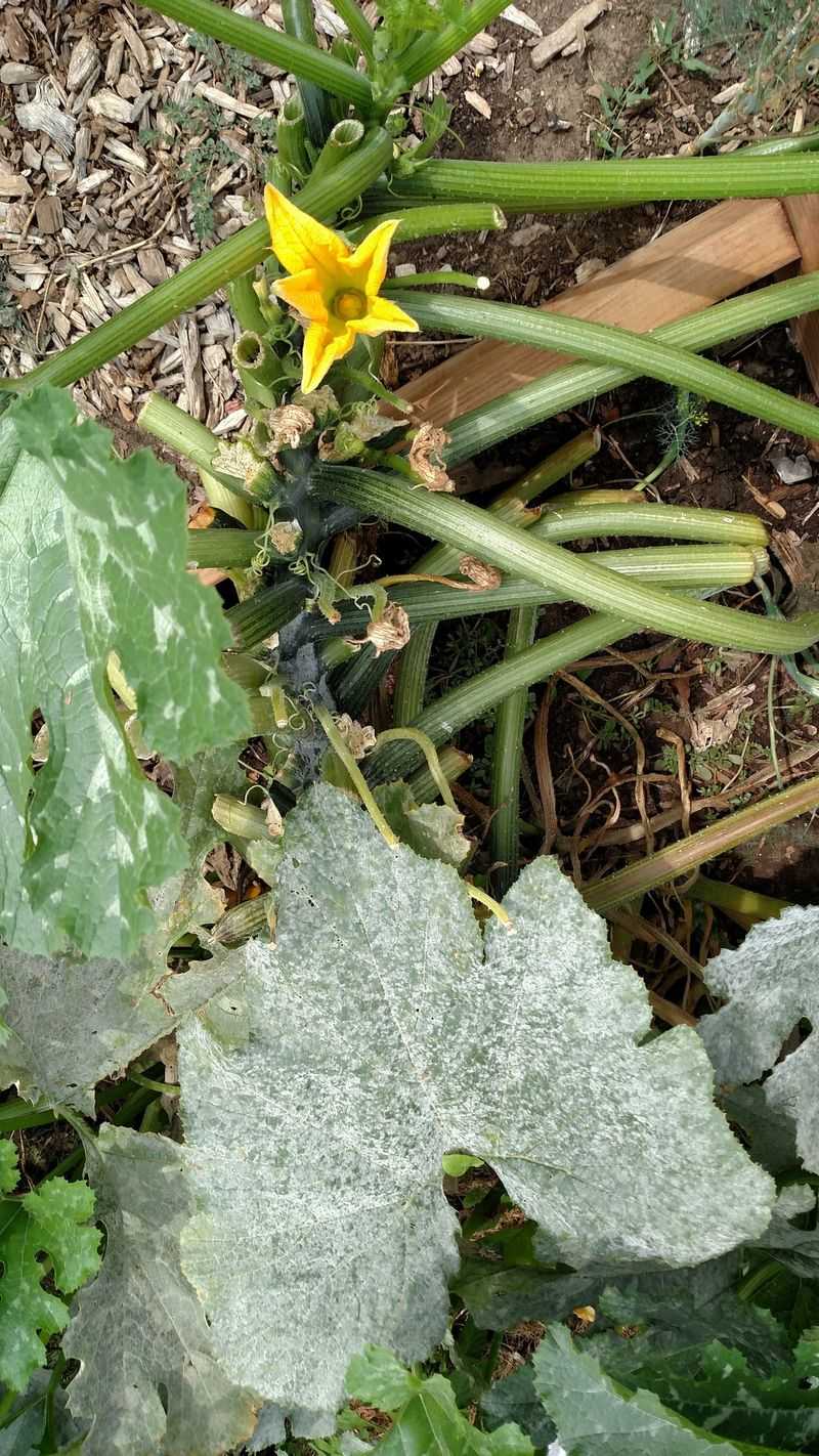 Allowing Disease To Spread
