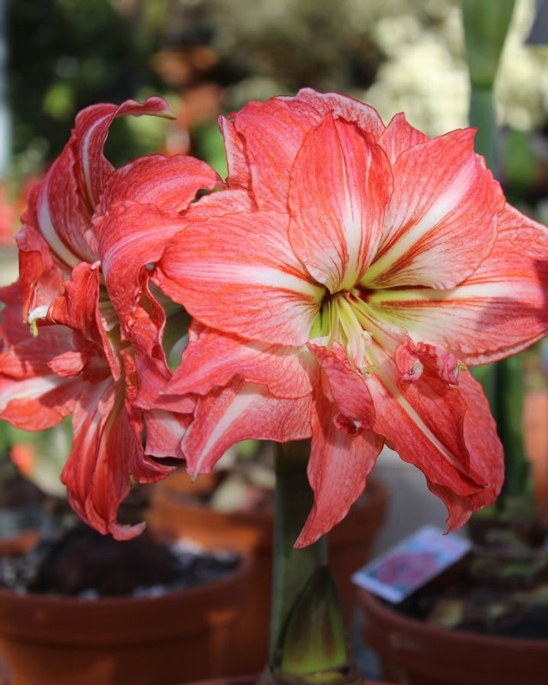 Allowing Flower Stalks To Overheat