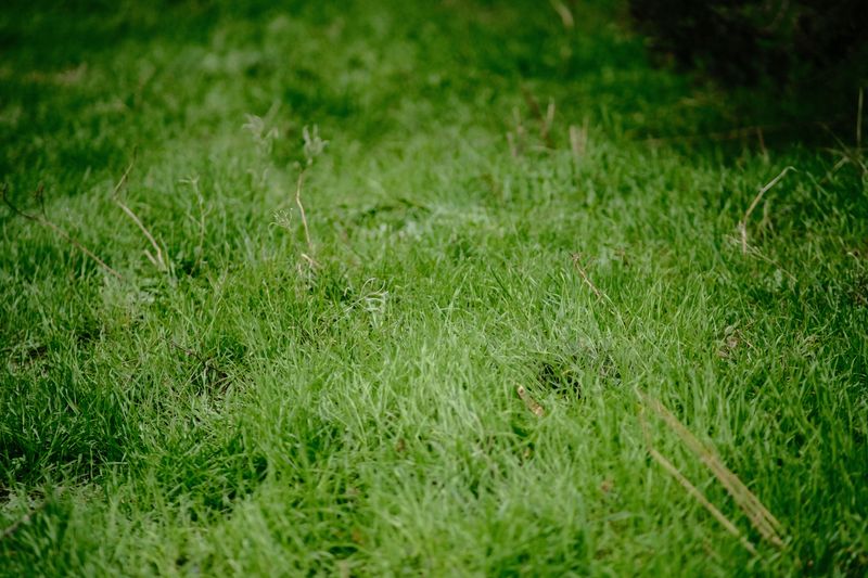 Allowing Grass To Grow Too Long Allowing Grass To Grow Too Long