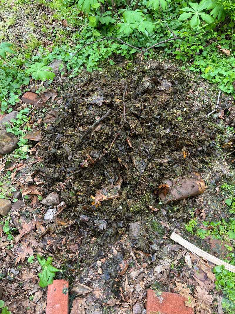 Allowing Leaf Piles To Sit Too Long Into Spring Allowing Leaf Piles To Sit Too Long Into Spring