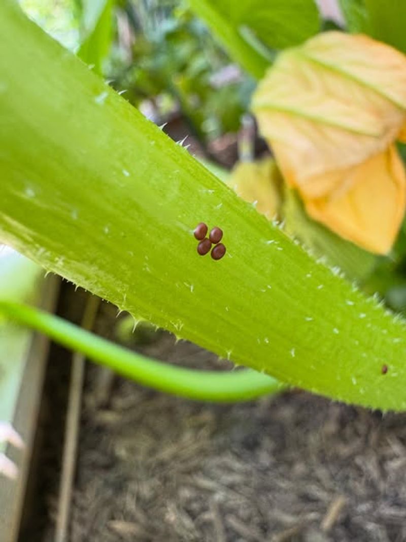 Allowing Pests To Build Up