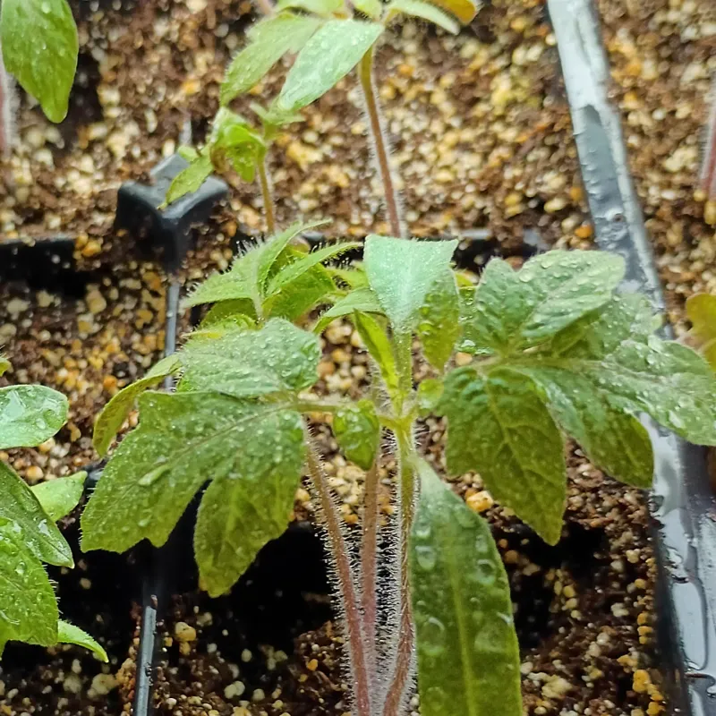 Allowing Sudden Soil Moisture Swings In May