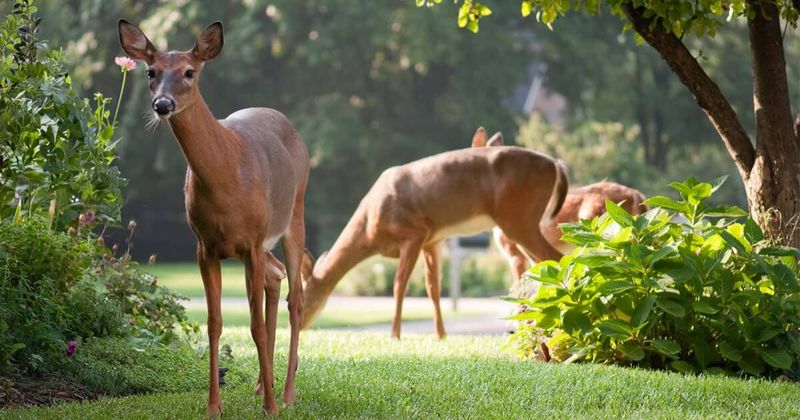Allowing Wildlife To Roam Freely Through The Yard
