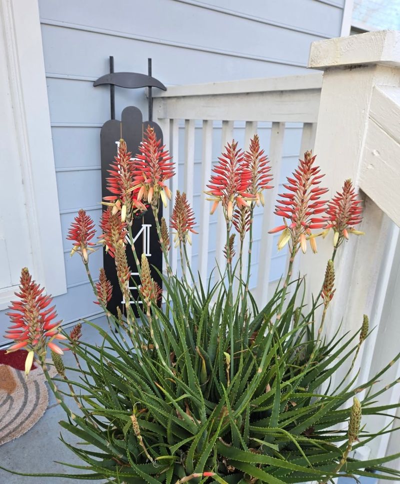 Aloe