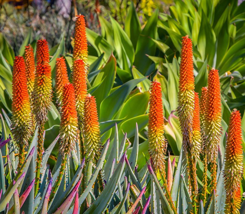 Aloe Ferox Brings Sculptural Beauty