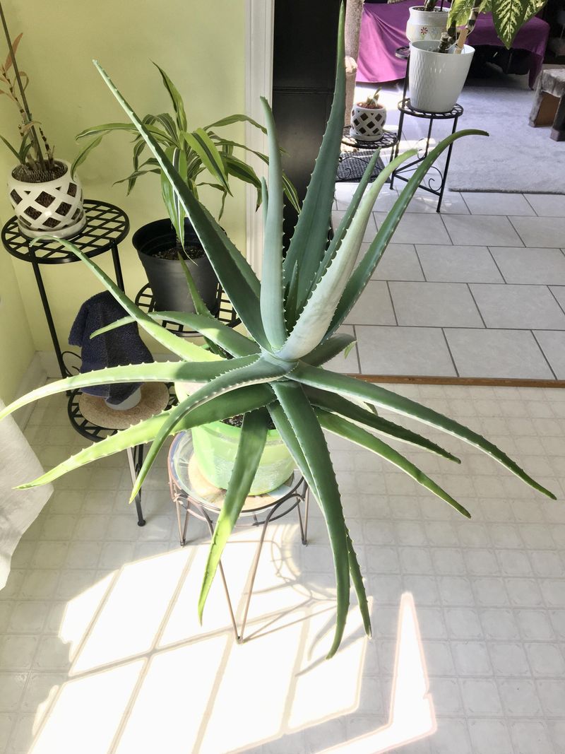 Aloe Vera (Aloe barbadensis miller)