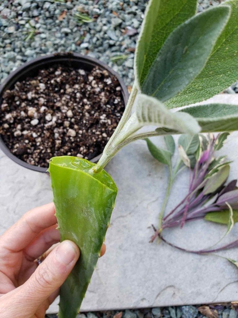 Aloe Vera Gel Dip