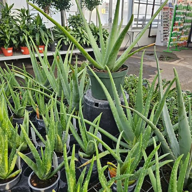 Aloe Aloe