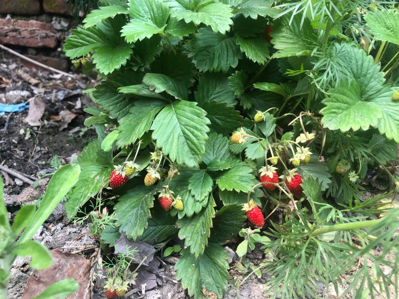 Alpine Strawberries Produce Sweet Little Fruit