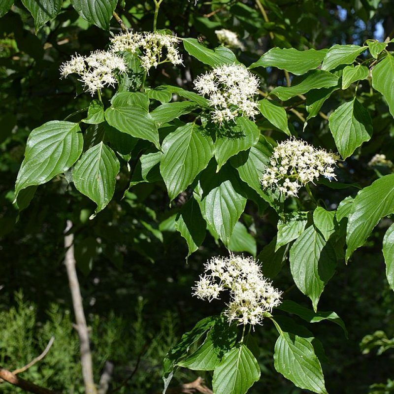 Alternate-Leaf Dogwood Adds Layered Beauty And Grace