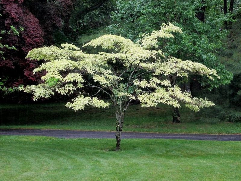 Alternate Leaf Dogwood Alternate Leaf Dogwood