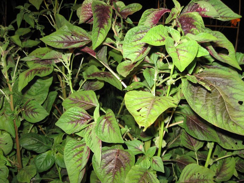 Amaranth Brings Heat-Friendly Leaves