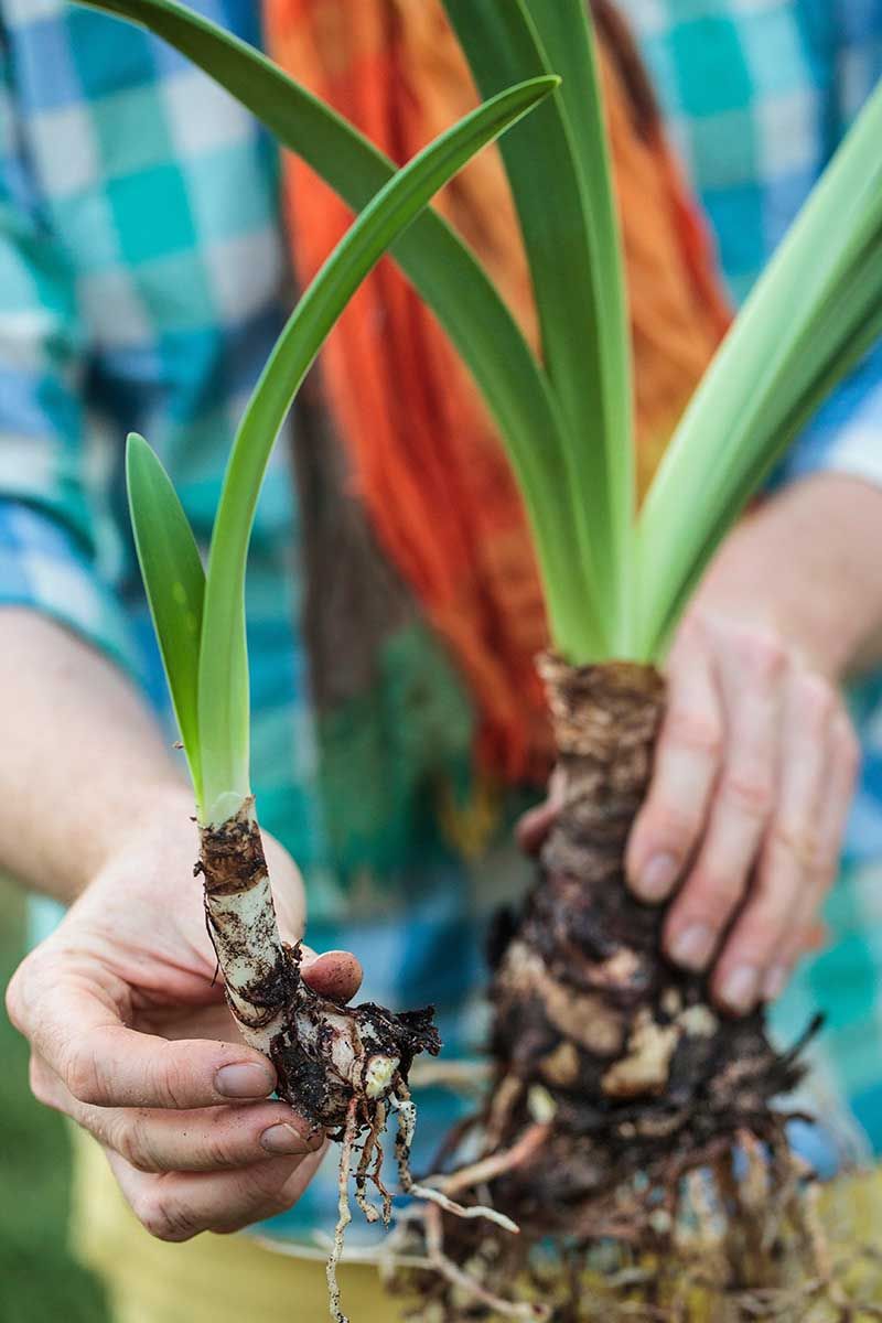 Amaryllis Clumps Need Room To Grow Amaryllis Clumps Need Room To Grow