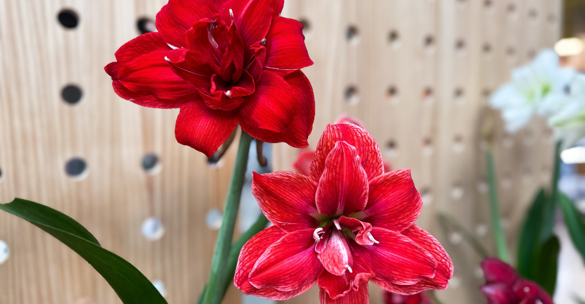 red amaryllis