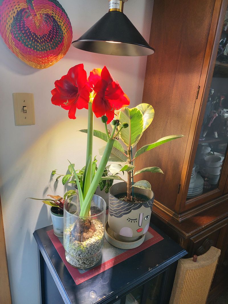 Amaryllis