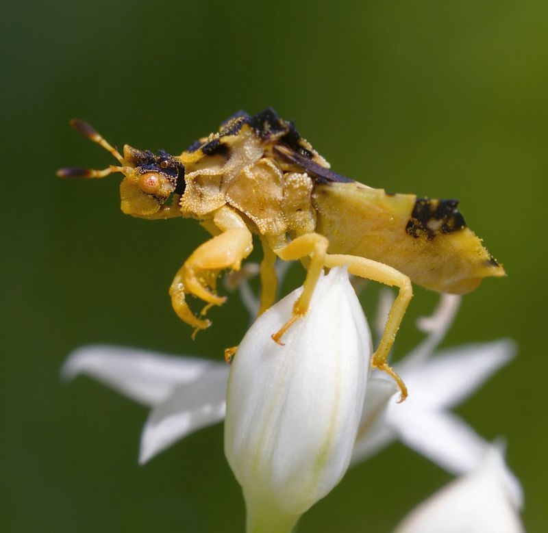 Ambush Bugs Hide In Blooms And Help Your Garden