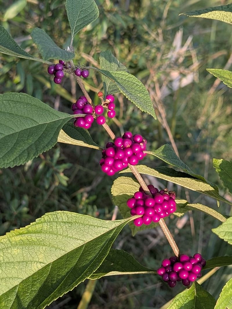 American Beautyberry American Beautyberry