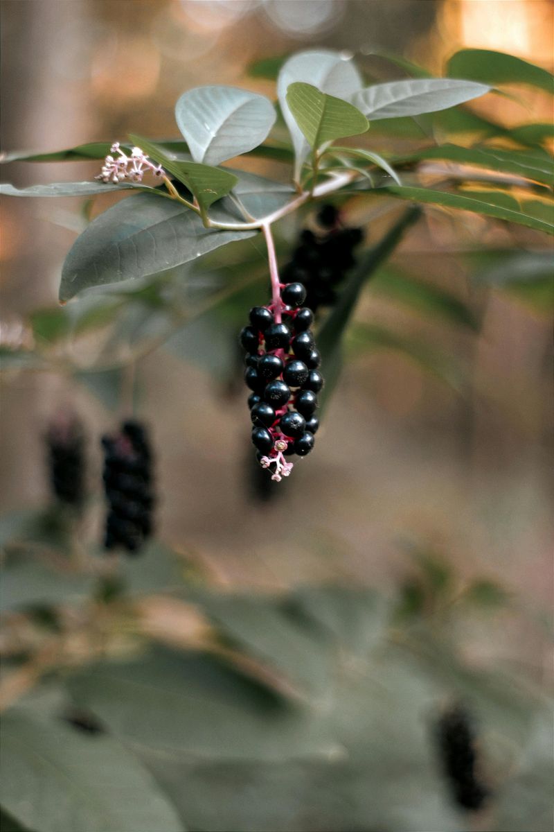 American Beautyberry