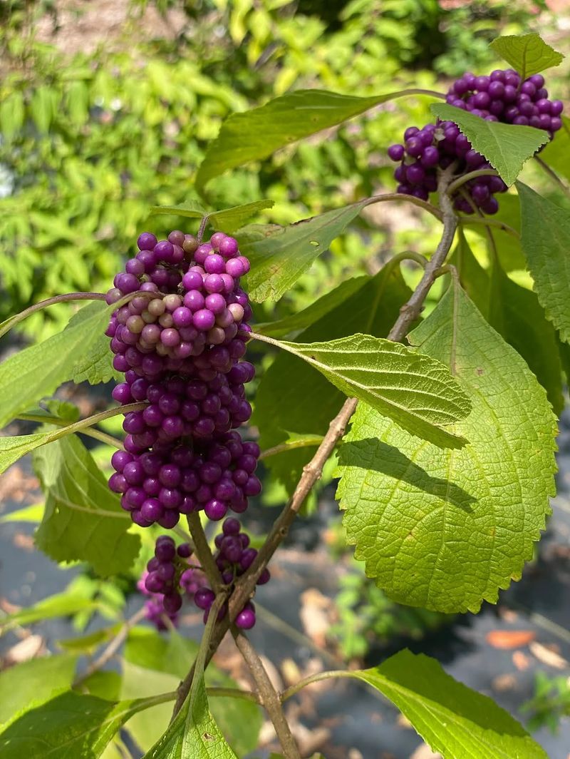 American Beautyberry American Beautyberry