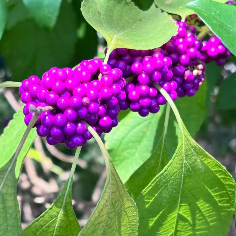 American Beautyberry American Beautyberry