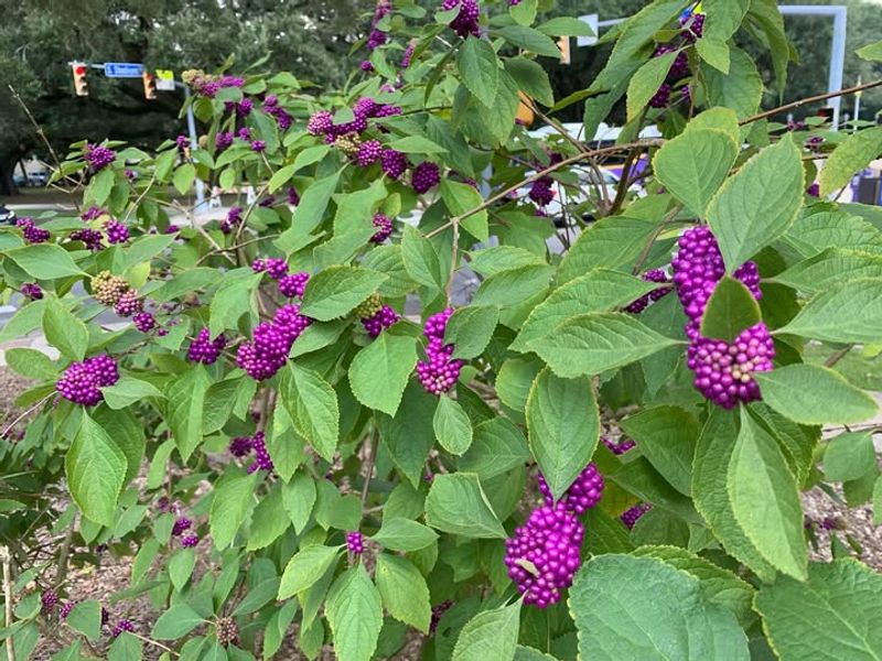American Beautyberry