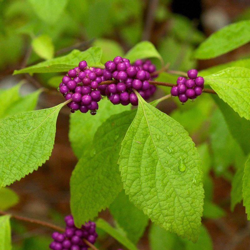 American Beautyberry Adds Berries Along Shrub Borders