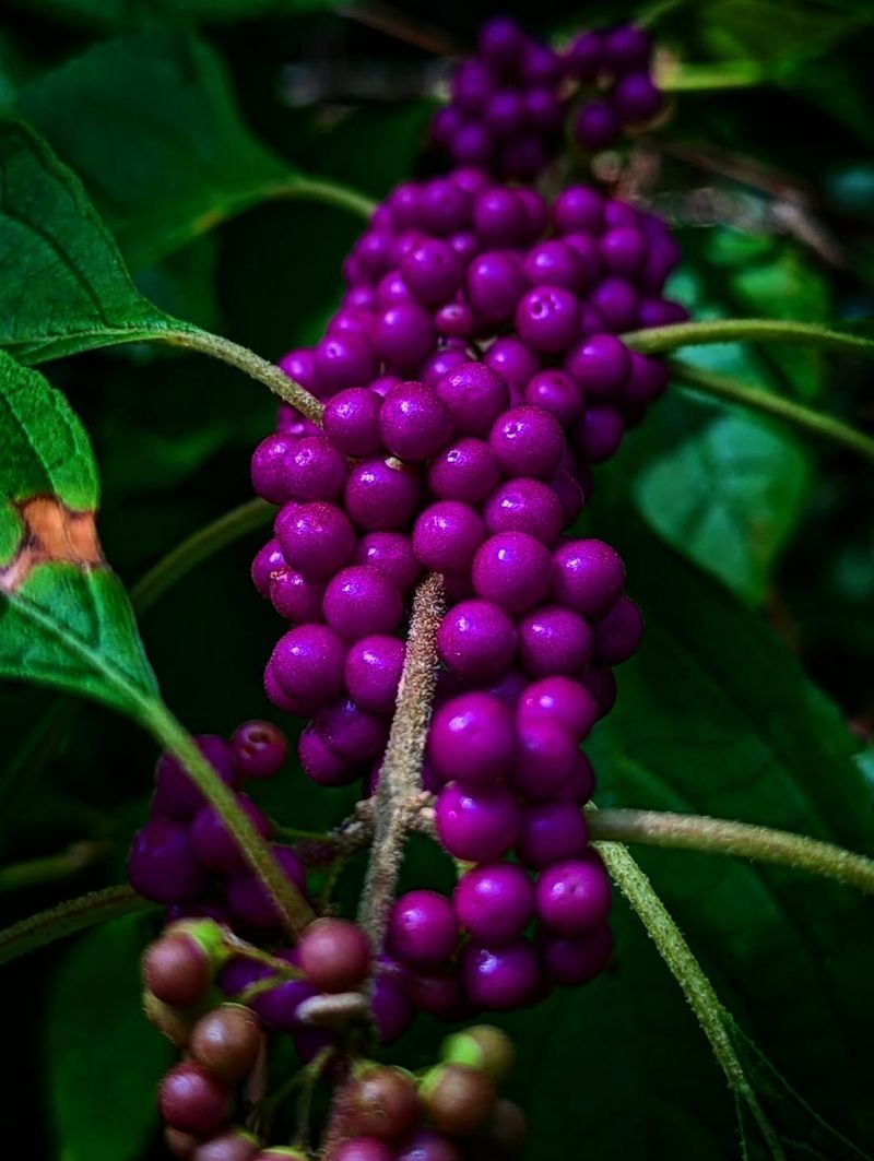 American Beautyberry Brings Berries To Tough Soil