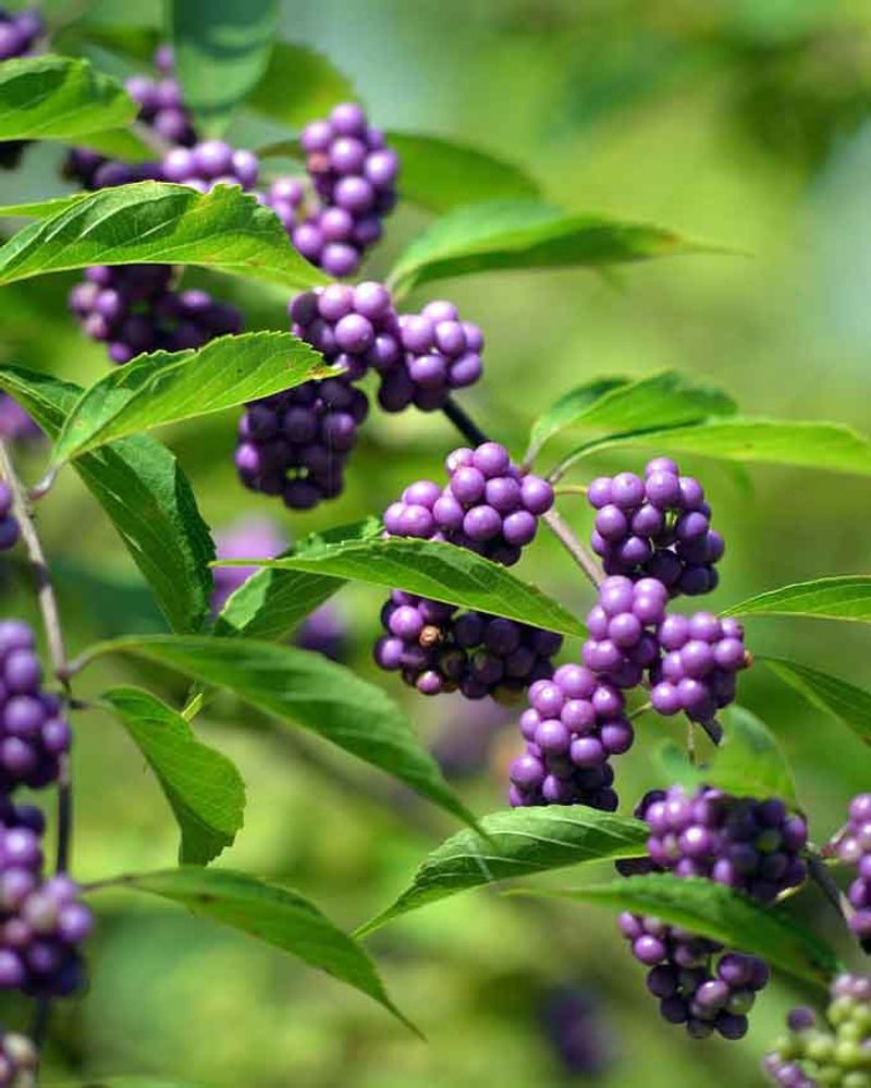American Beautyberry Brings Bright Fall Berries