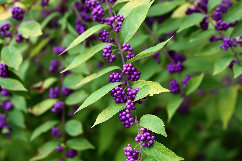 American Beautyberry (Callicarpa americana) American Beautyberry (Callicarpa americana)