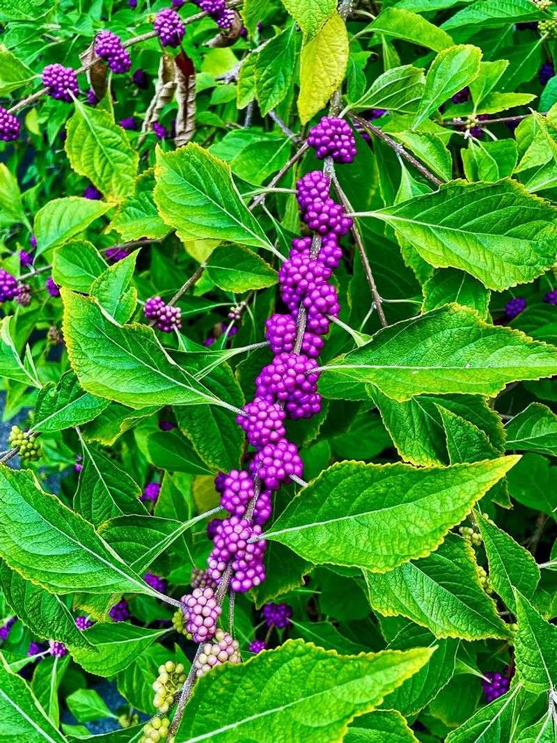 American Beautyberry Forms A Dense Wildlife Friendly Screen