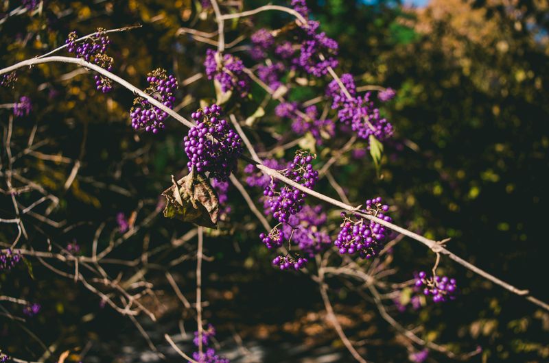 American Beautyberry Grows Wild In Virginia And Rivals DEET 