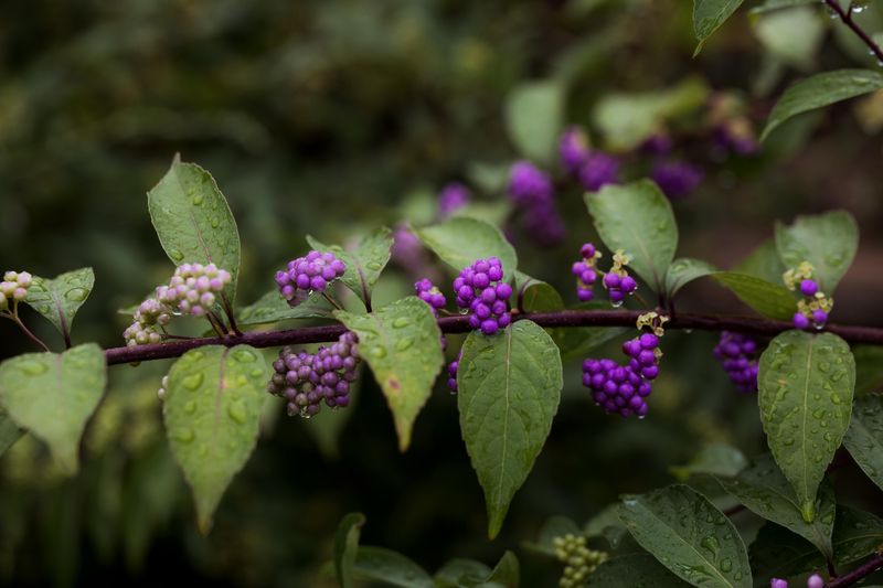 American Beautyberry
